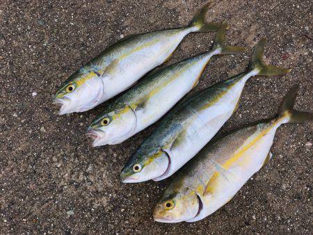 朝マヅメ釣行④