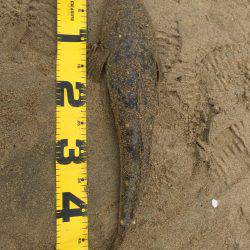 四日市サーフ マゴチ