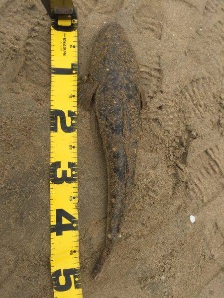 四日市サーフ マゴチ