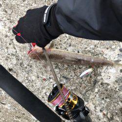 キビシイ・・・