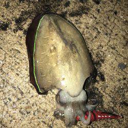 雨が降ってても