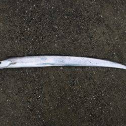 トップタチウオ&ダツ