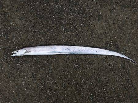 トップタチウオ&ダツ