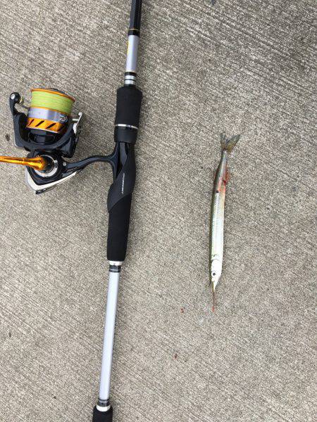 シーバスが釣りたい