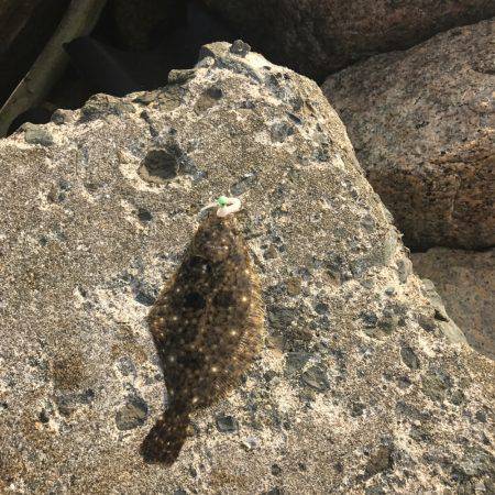 まさかの小ヒラメ2匹