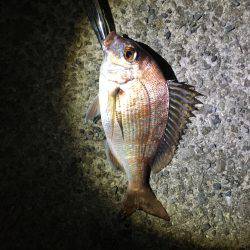 アジング…のはずが？