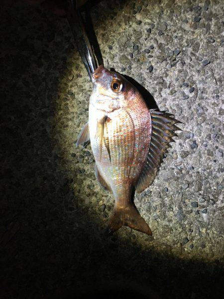 アジング…のはずが？