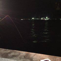 太刀魚〜サゴシ釣行