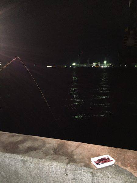 太刀魚〜サゴシ釣行