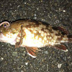 潮止まりでのアジング