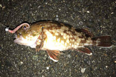 潮止まりでのアジング