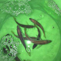 エギング アジング