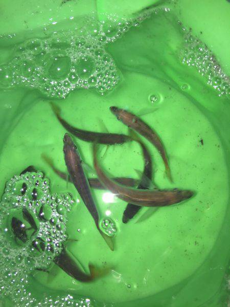 エギング アジング