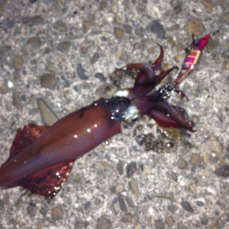 垂水漁港でエギング！！