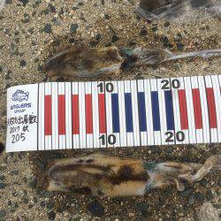 新子は思うほど