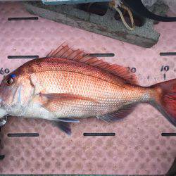 マイボートでタイラバで真鯛