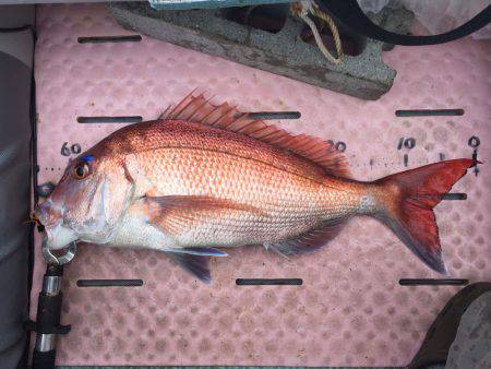 マイボートでタイラバで真鯛