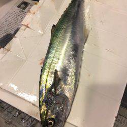 サゴシカッタァー