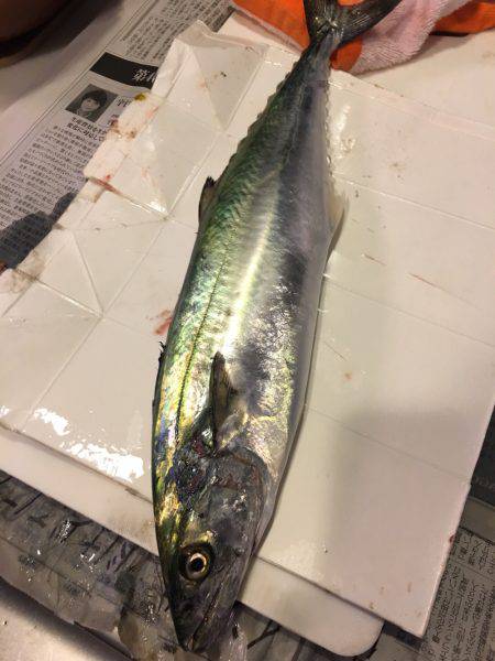 サゴシカッタァー