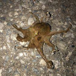 メバリングでまさかの