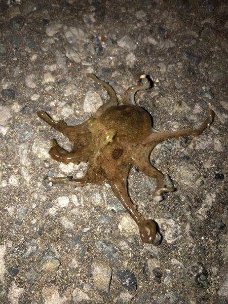 メバリングでまさかの