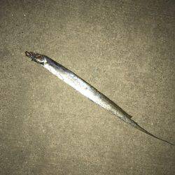 タチウオ好調です！