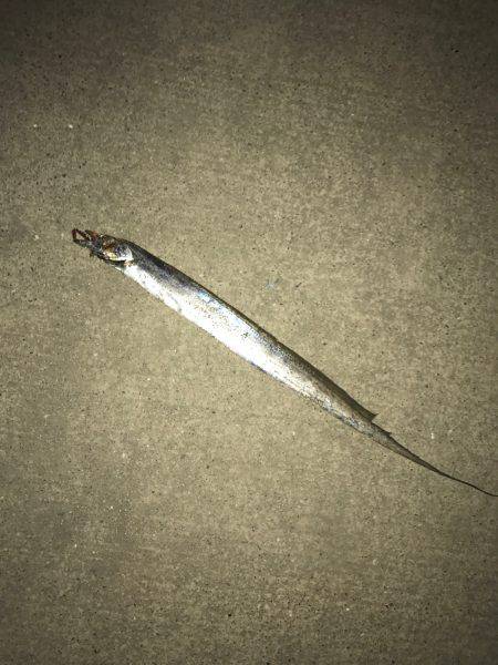 タチウオ好調です！