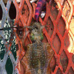 今日もハマチからのアオリイカ❗️