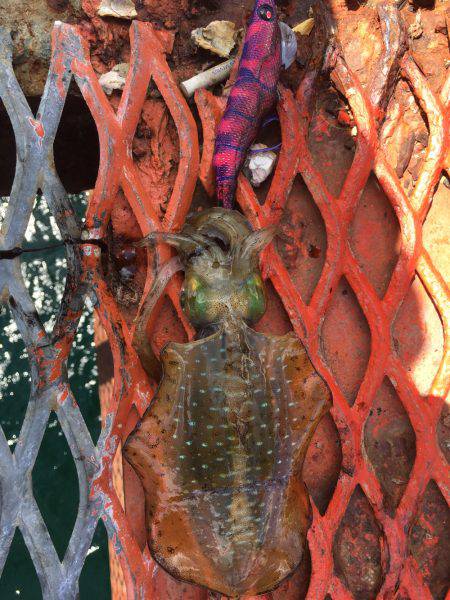 今日もハマチからのアオリイカ❗️