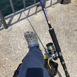 タチウオから青物へ