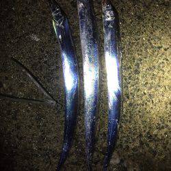 仕事終わってタチウオ！