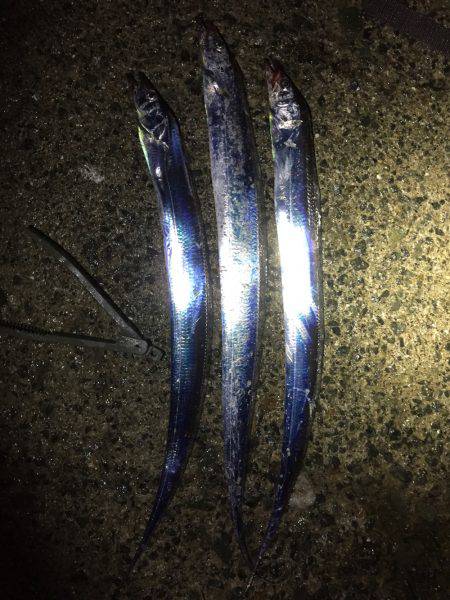 仕事終わってタチウオ！