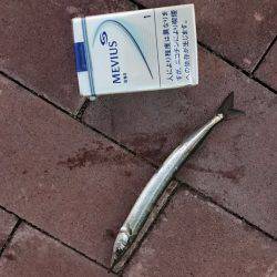 サヨリがらたくさんいました。