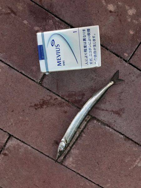 サヨリがらたくさんいました。