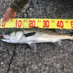 初めてのシーバス釣り