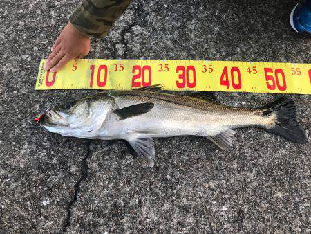 初めてのシーバス釣り