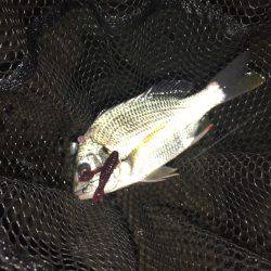 淀川ブリゲー サヨリボイル