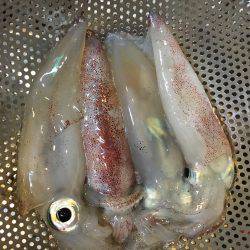 ケンサキまだ釣れます