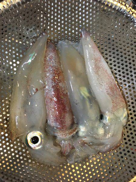 ケンサキまだ釣れます