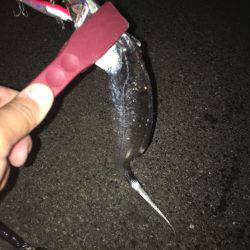 コノシロとタチウオ