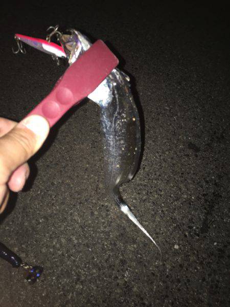 コノシロとタチウオ