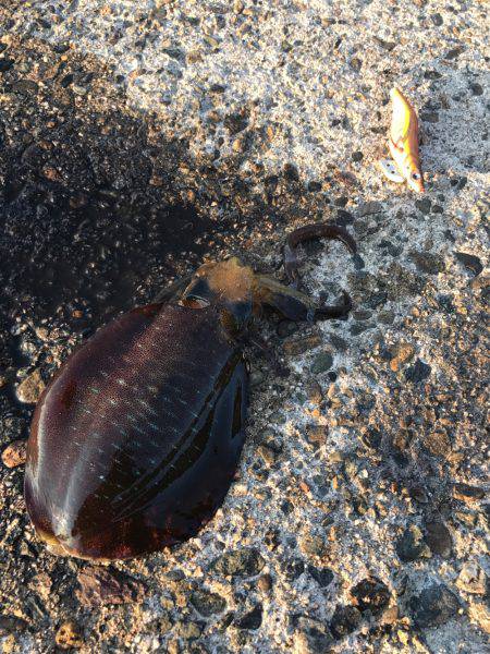 プチ但馬エリア遠征エギング