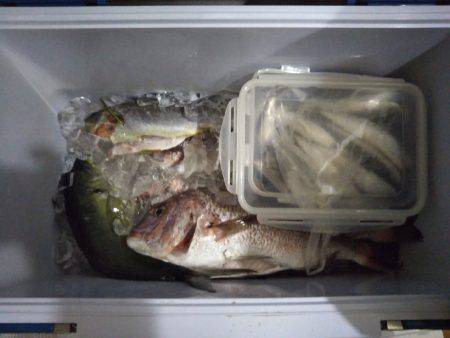 9月の海上釣堀オーパ!!