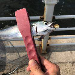 ショアジギング〜ワインド