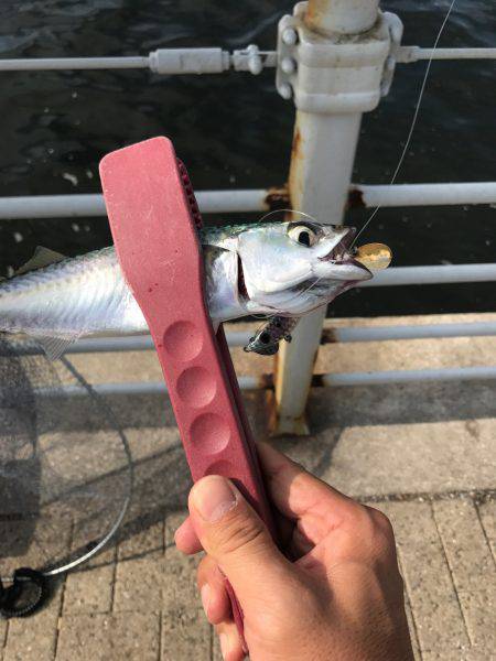 ショアジギング〜ワインド