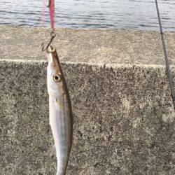 カマスラッシュ‼︎