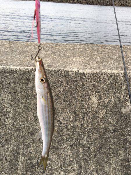 カマスラッシュ‼︎