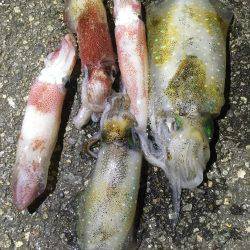 十分楽しめました。