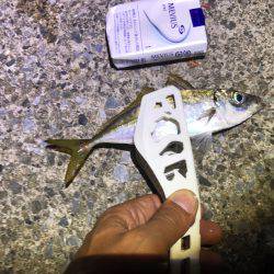 アジングやりました！