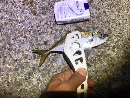 アジングやりました！